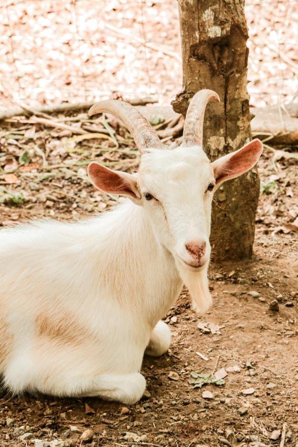 Finca Los Caballos Монтесума Екстериор снимка