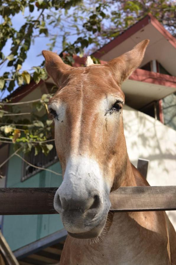 Finca Los Caballos Монтесума Екстериор снимка
